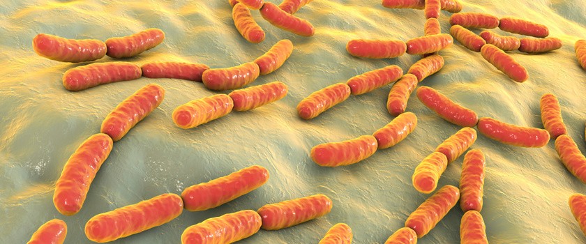 Bakterie – sposoby ich szerzenia się i zakażania