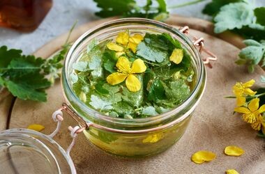 glistnik jaskółcze ziele, Chelidonium majus, zioło, ziele na kurzajki