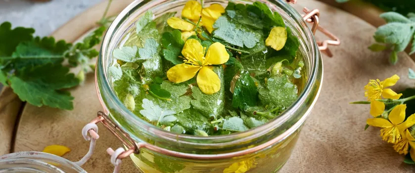 glistnik jaskółcze ziele, Chelidonium majus, zioło, ziele na kurzajki