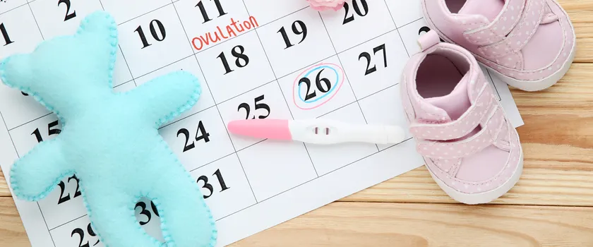 Kalendarz z zaznaczonym dniem owulacji. Niebieski misiu oraz różowe buciki leżące na stole.