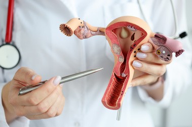 Lekarz ginekolog pokazujący długopisem na plastikowym modelu zbliżenia narządów płciowych.