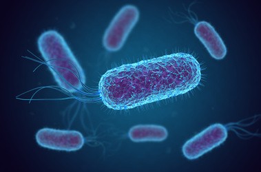 Bakterie coli. Zakażenie pałeczką okrężnicy – objawy i leczenie