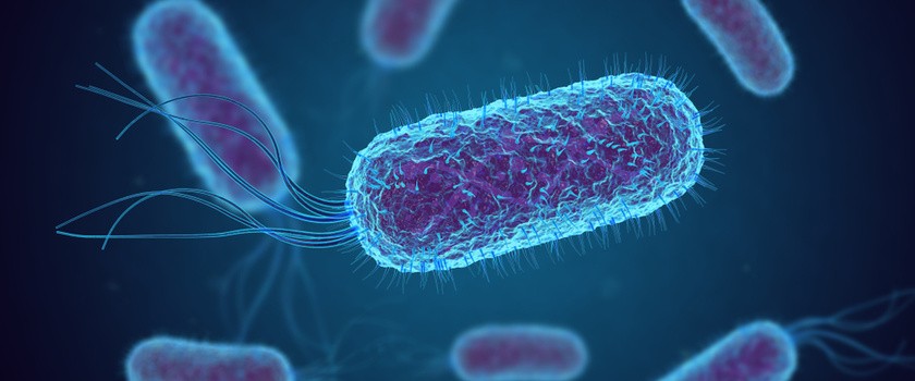 Bakterie coli. Zakażenie pałeczką okrężnicy – objawy i leczenie