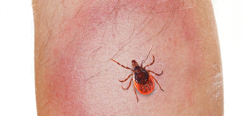 Rumień wędrujący – jak go rozpoznać?