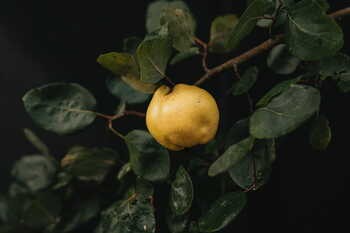 Dr.Hauschka, krem z pigwy na dzień, 30 ml