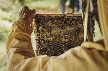 Dr.Hauschka, sztyft pielęgnacyjny do ust, 4,9 g