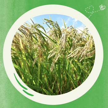 BoboVita, kaszka manna, 3 owoce, 6 m+, 180 g