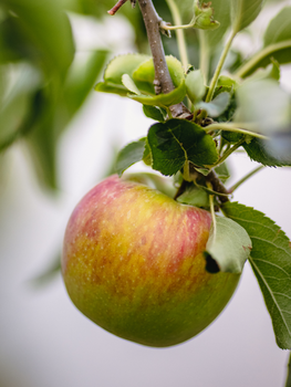 Sundose For Skin Anti-Aging, proszek, smak jabłko - limonka, 309,04 g